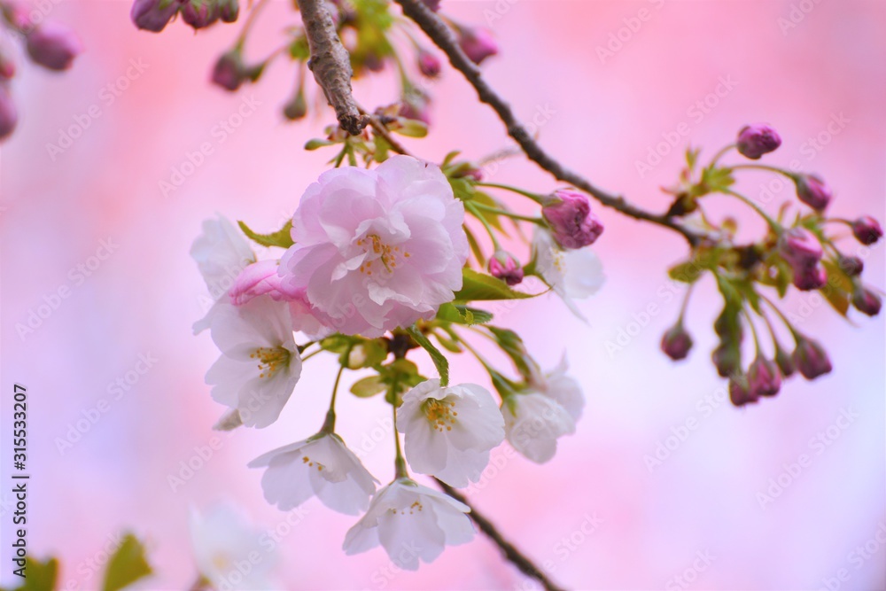 桜の枝先に咲く桜の花のクローズアップです 桜の枝先に咲く桜の花のクローズアップです