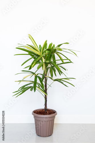 Lady Palm or Bamboo Palm in pot isolated on white wall background