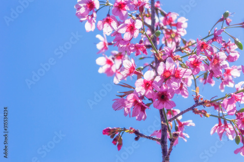 Sakura flowers - wild Himalayan cherries on a blue background