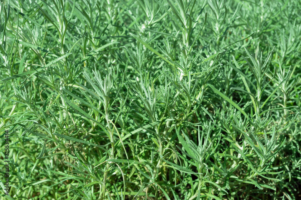 Rosemary Rosmarinus officinalis perennial herb with fragrant evergreen leaves Rosemary Rosmarinus officinalis perennial herb with fragrant evergreen leaves