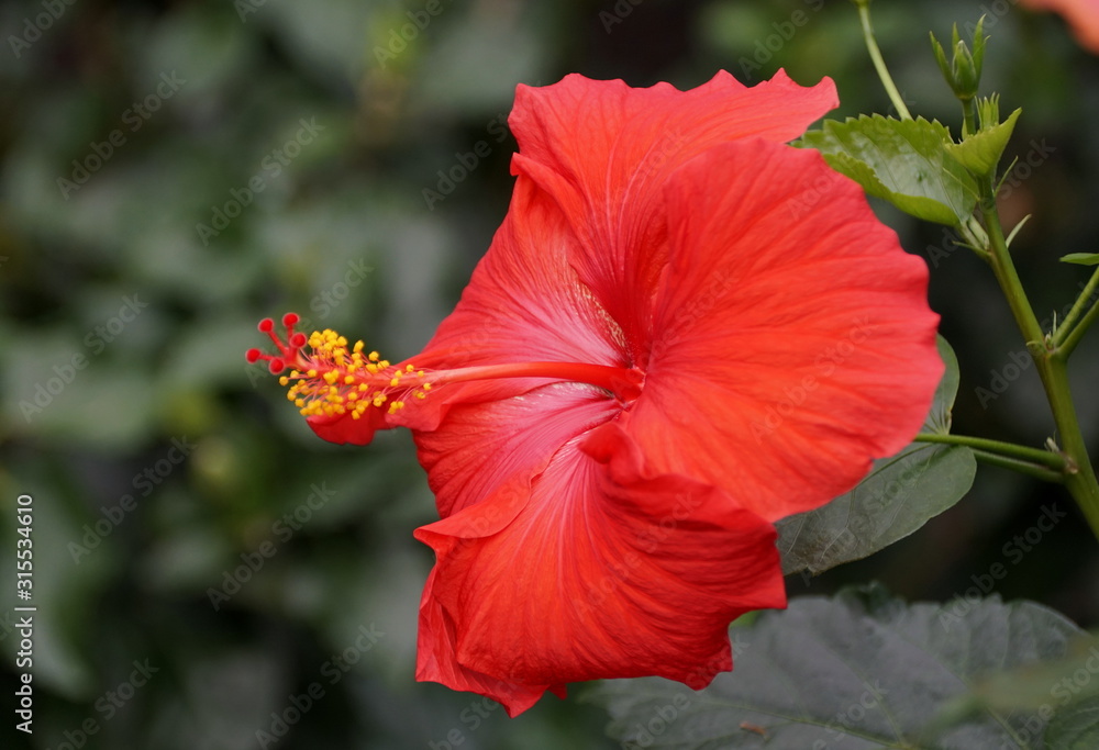 Beautiful red color of Chinese hibiscus flower Beautiful red color of Chinese hibiscus flower