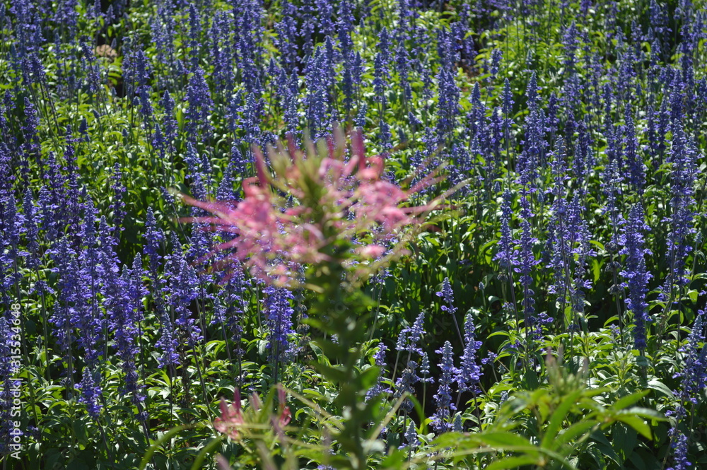 Fototapeta premium Outdoor purple flower garden and sunshine