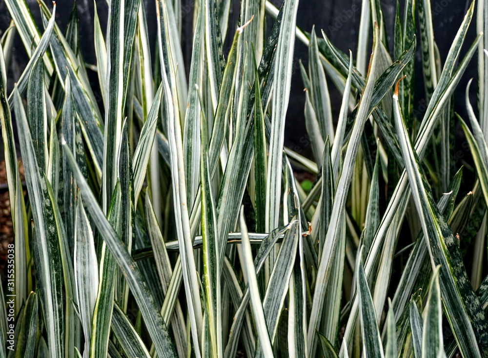 Obraz premium Snake plant 'Bantel's Sensation' tiny spiked leaves