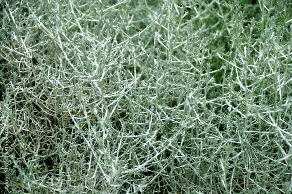 Pale green color of Cushion-Bush plant Pale green color of Cushion-Bush plant