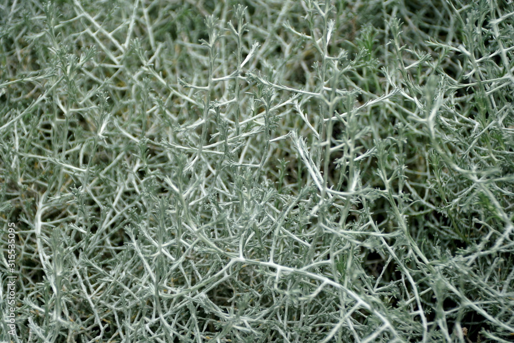 Pale green color of Cushion-Bush plant Pale green color of Cushion-Bush plant