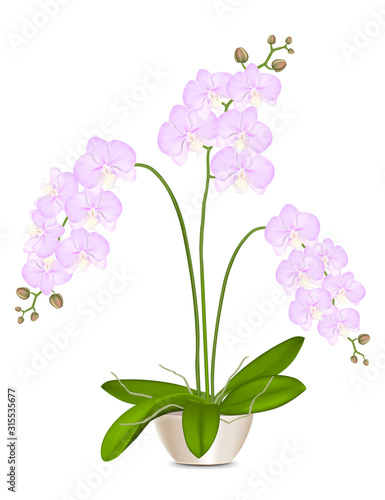 Isolated orchid in a pot with green leaves and inflorescences