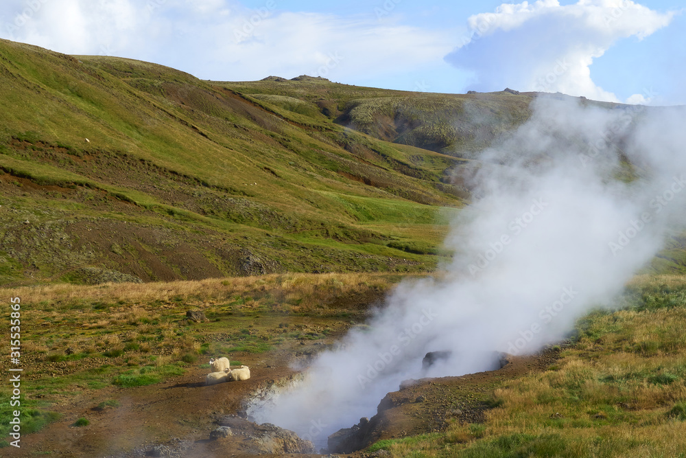 Sheep Resting in Western Iceland's Thermal Green Hills During Summertime