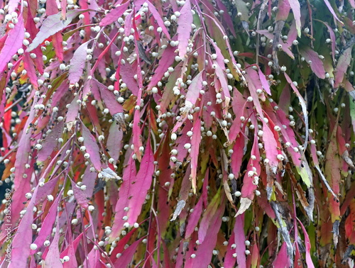 Red leaves of Pseudorhipsalis plants photo