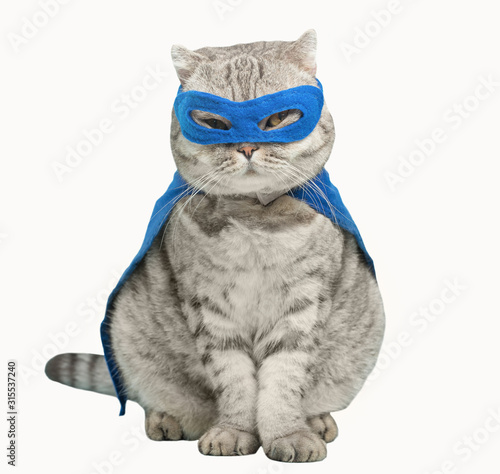 superhero cat, Scottish Whiskas with a blue cloak and mask. The concept of a superhero, super cat, leader