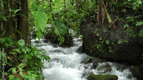 Slow motion shot of a clear water mountain stream running through pristine montane rainforest in Carchi province in Western Ecuador with giant arum leaves overhanging river