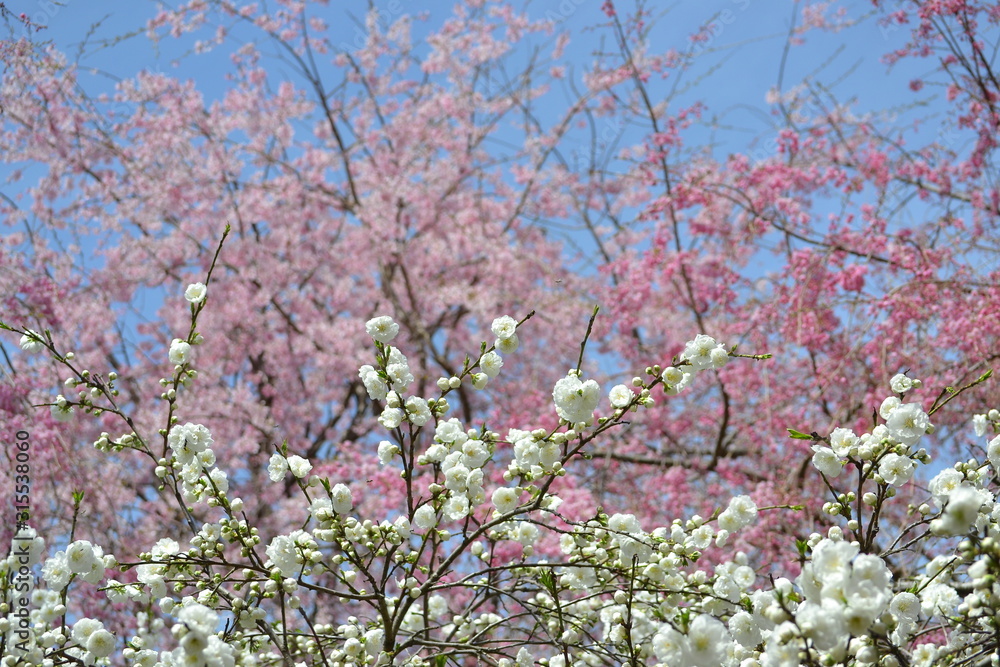 白色の桃の花と枝垂桜の花です