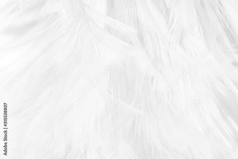 Obraz premium Beautiful white feather pattern texture background