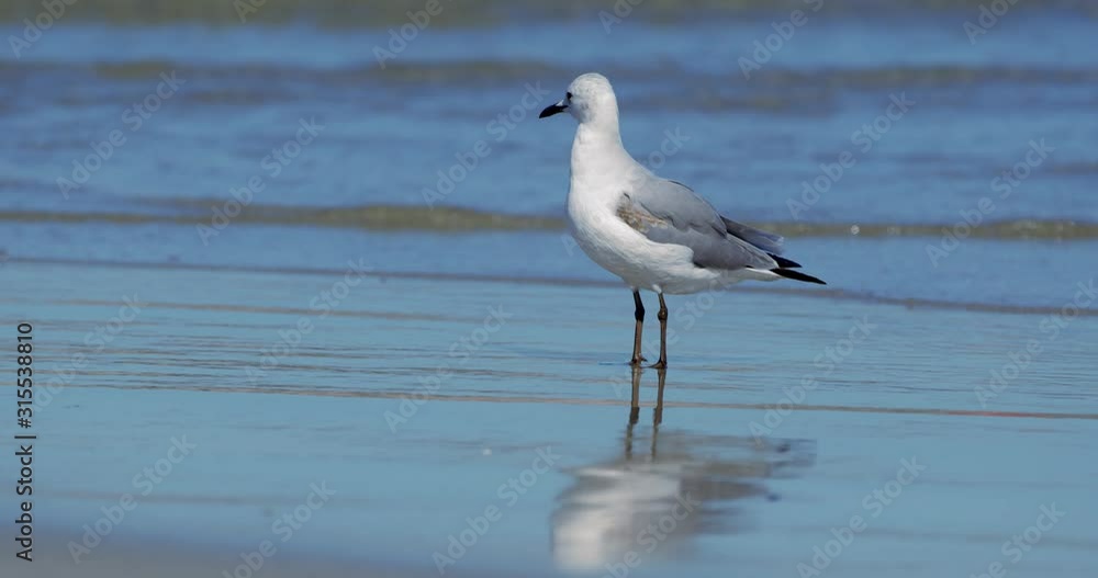 Close-up of Seagull walking along a sandy beach in search of food, with ocean on background. Cape Town WC South Africa Close-up of Seagull walking along a sandy beach in search of food, with ocean on background. Cape Town WC South Africa