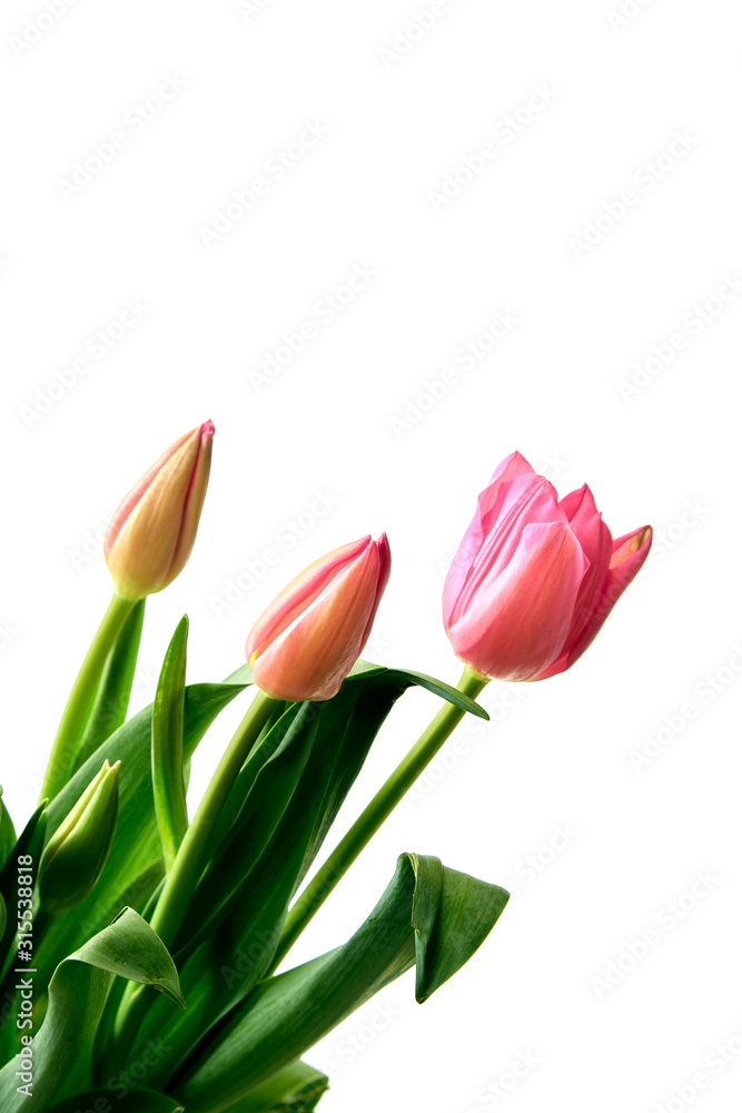 Fresh Pink Tulips on a white background Fresh Pink Tulips on a white background