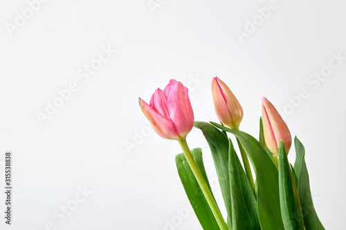 Fototapeta Naklejka Na Ścianę i Meble -  Fresh Pink Tulips on a white background