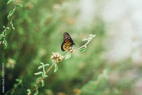 Mariposa naranja en flor de campo