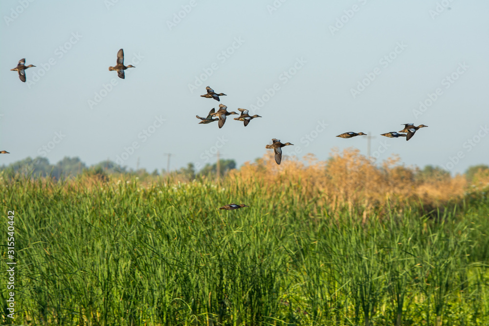 blue winged teal flying low over reeds blue winged teal flying low over reeds