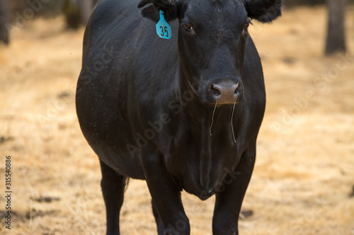 Wallpaper Mural large black cow drelling snot from nose. Torontodigital.ca