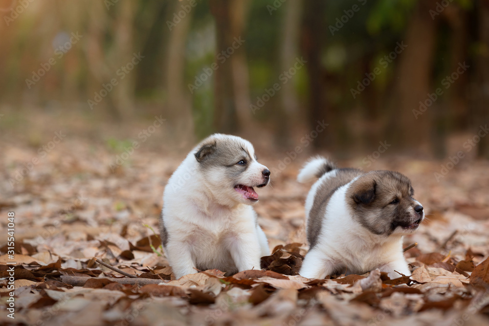 Two puppy dogs playing together outdoors in autumn season.Together concept.