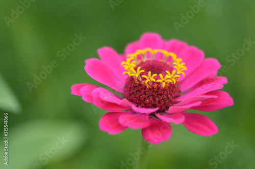 Pink Zinnia