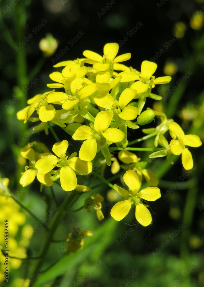 Obraz premium Yellow barbarea flowers in the meadow, closeup 