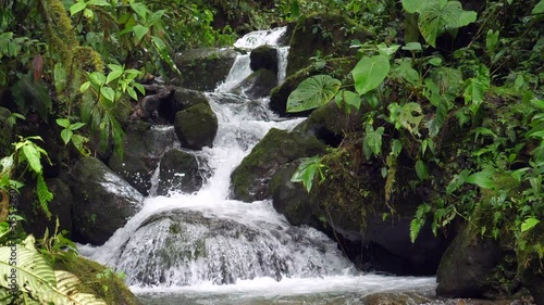 Slow motion shot of a clear water mountain stream running through pristine montane rainforest in Carchi province in Western Ecuador photo