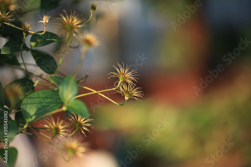 Art photo of a dried clematis flower on a polichrome blurred  background.Natural abstraction © as_trofey