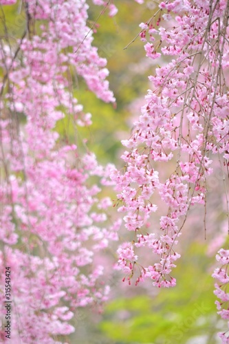 満開の枝垂桜の花です