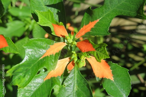 Dwarf poinsettia plant in Florida nature, closeup photo