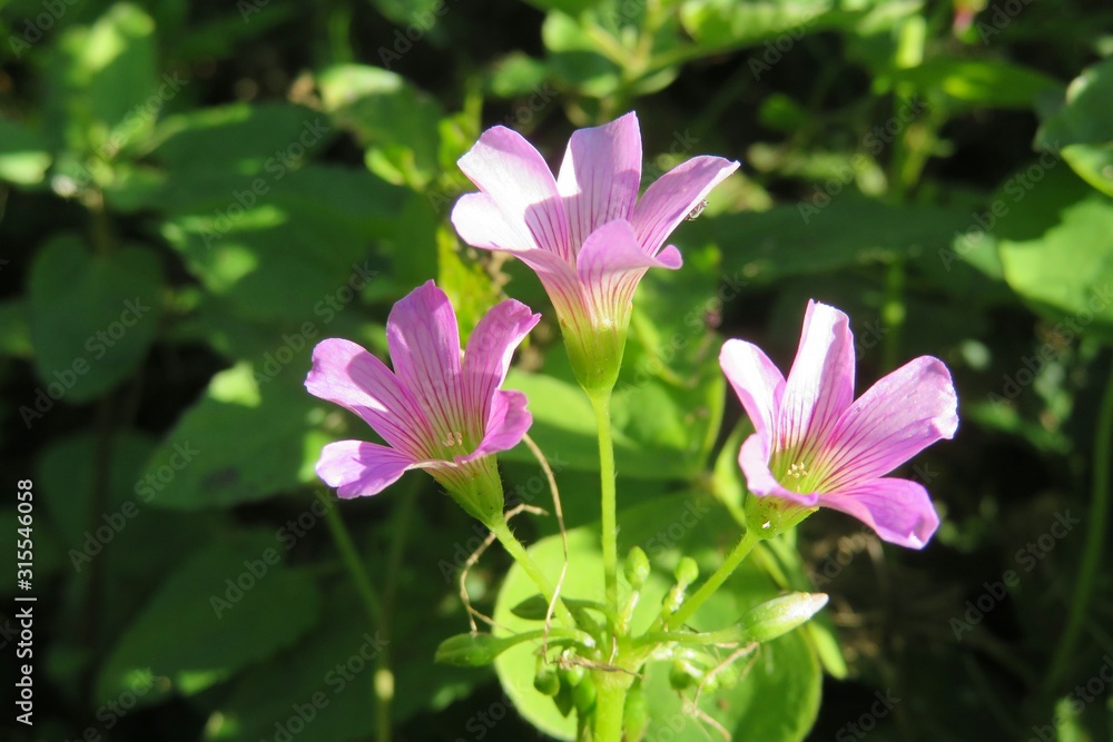 Beautiful purple oxalis flowers in Florida wild, closeup Beautiful purple oxalis flowers in Florida wild, closeup