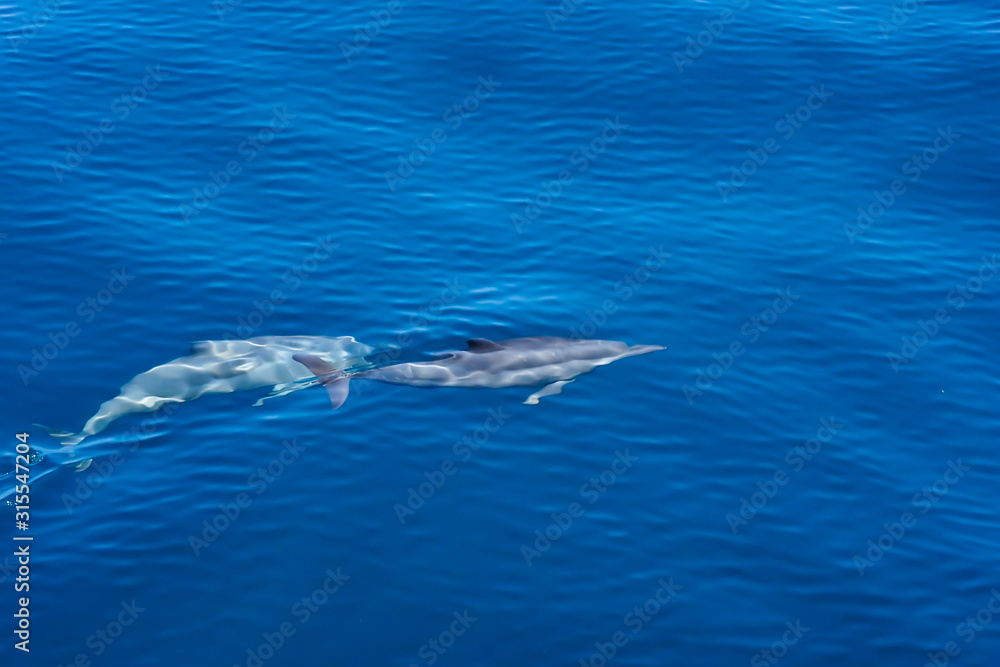 Fototapeta premium Topview of Dolphins swimming in the the blue sea near Similan Islands National Park, Phang Nga Province, Thailand, Asia.. For background purpose because of defocus and blurred dolphin.