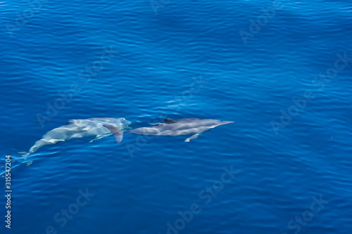 Topview of Dolphins swimming in the the blue sea near Similan Islands National Park, Phang Nga Province, Thailand, Asia.. For background purpose because of defocus and blurred dolphin.