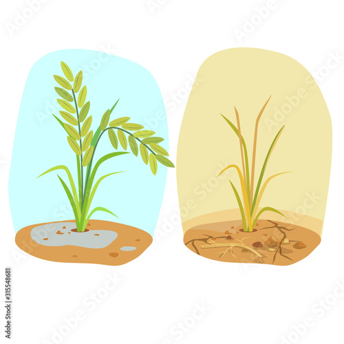 Vector of green rice field and dried rice.