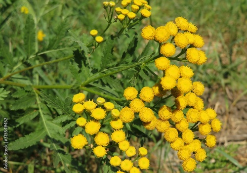 Beautiful yellow tansy flowers in the field, closeup