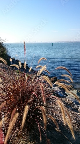 Red purple fountain grass at the edge of the sea