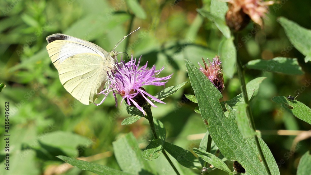Butterfly cabbage on a meadow cornflower Butterfly cabbage on a meadow cornflower