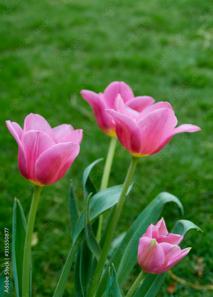 Pink tulips in garden background Pink tulips in garden background
