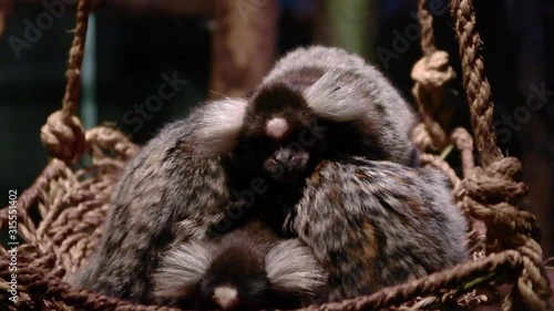 Marmoset family preparing to sleep zoo photo