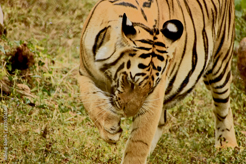 Fototapeta premium tiger licking toes