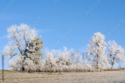 Wallpaper Mural trees on a hill covered with hoarfrost Torontodigital.ca