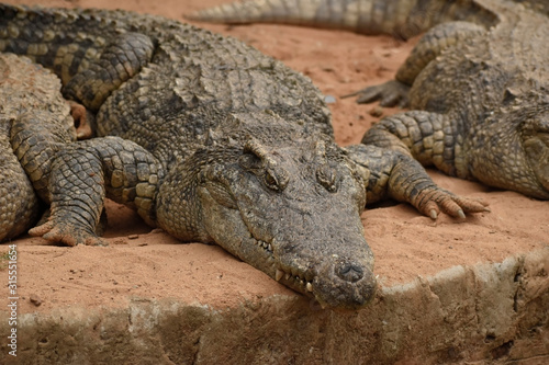 crocodile with closed mouth