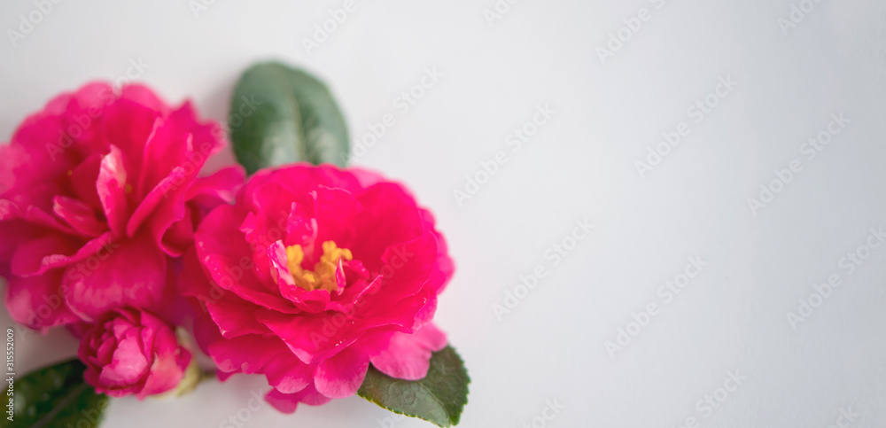 山茶花（サザンカ）Camellia sasanqua. 