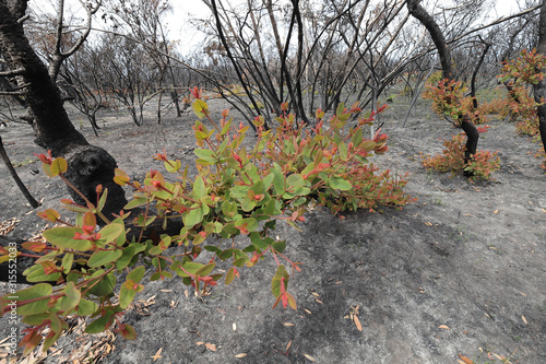 Regrowth of Angophora trees after bushfire