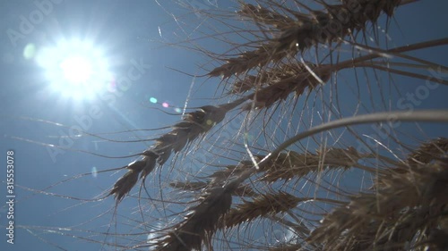 Ears wheat and blue sky