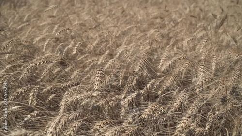 Ears Wheat agriculture