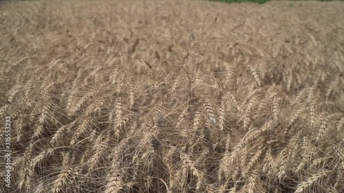 Ears field of wheat