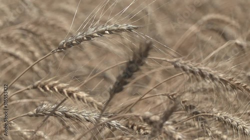 Wheat agriculture field