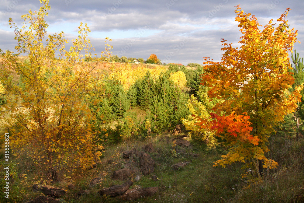 Naklejka premium Multi-colored paints of the autumn forest