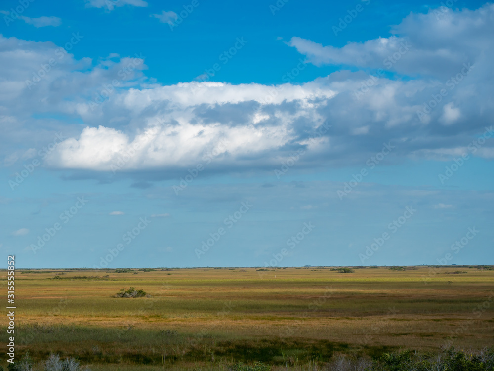 Sea of Everglades saw grass under a brilliant blue sky with fluffy  clouds in Everglades National Park, Florida, USA .