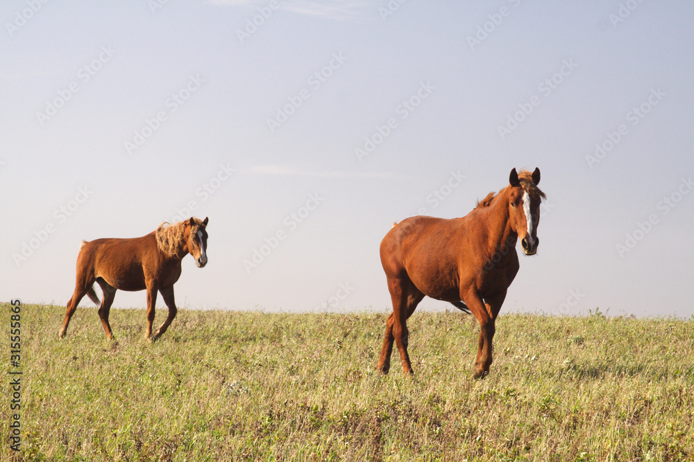 Fototapeta premium Horses graze in the summer on the meadow